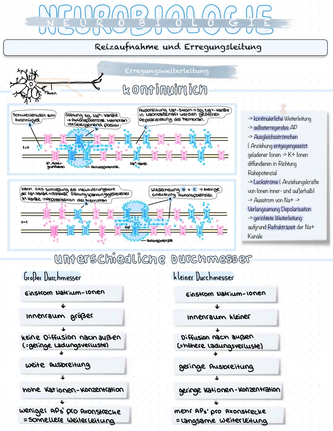 NEUROBIOLOGIE
Reizaufnahme und Erregungsleitung
Reizaufnahme (Rezeptoren)
Transduktion (ggf. Signalverstärkung)
↓
Transformation
Reiz
↓
Inte