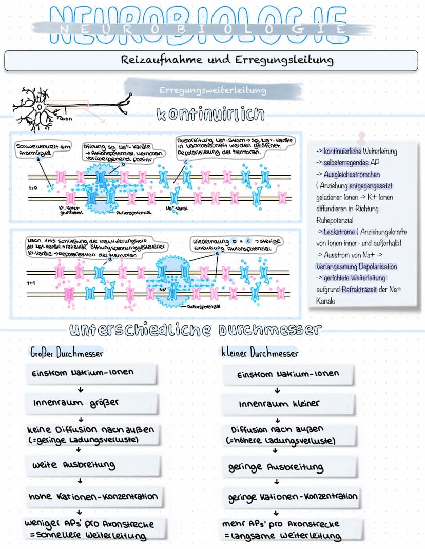 NEUROBIOLOGIE
Reizaufnahme und Erregungsleitung
Reizaufnahme (Rezeptoren)
Transduktion (ggf. Signalverstärkung)
↓
Transformation
Reiz
↓
Inte