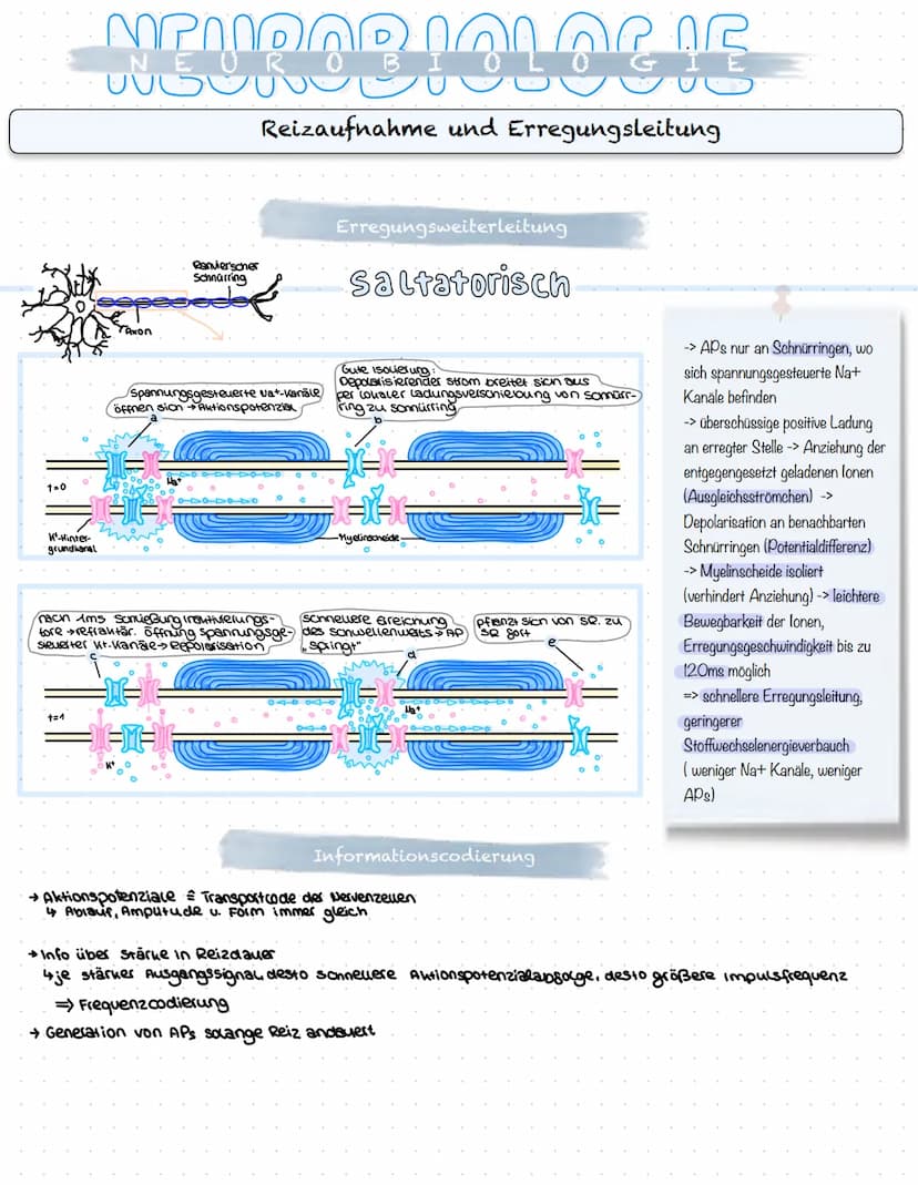 NEUROBIOLOGIE
Reizaufnahme und Erregungsleitung
Reizaufnahme (Rezeptoren)
Transduktion (ggf. Signalverstärkung)
↓
Transformation
Reiz
↓
Inte