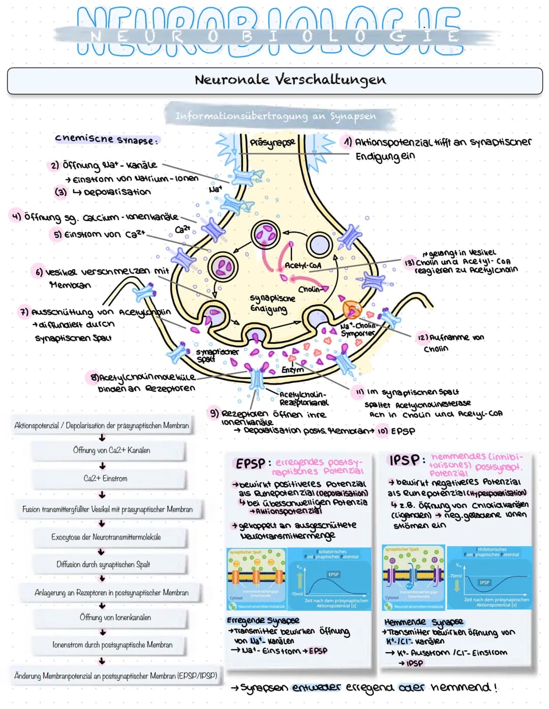 NEUROBIOLOGIE
Reizaufnahme und Erregungsleitung
Reizaufnahme (Rezeptoren)
Transduktion (ggf. Signalverstärkung)
↓
Transformation
Reiz
↓
Inte