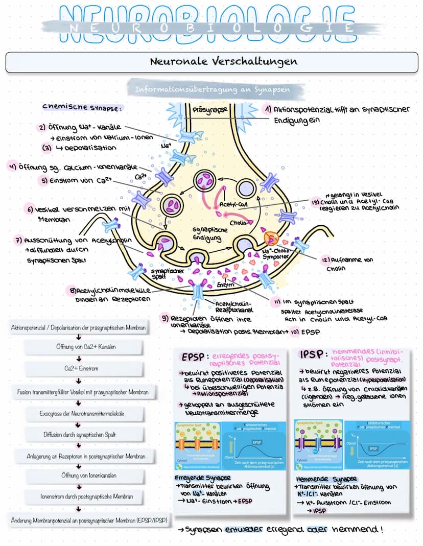 NEUROBIOLOGIE
Reizaufnahme und Erregungsleitung
Reizaufnahme (Rezeptoren)
Transduktion (ggf. Signalverstärkung)
↓
Transformation
Reiz
↓
Inte
