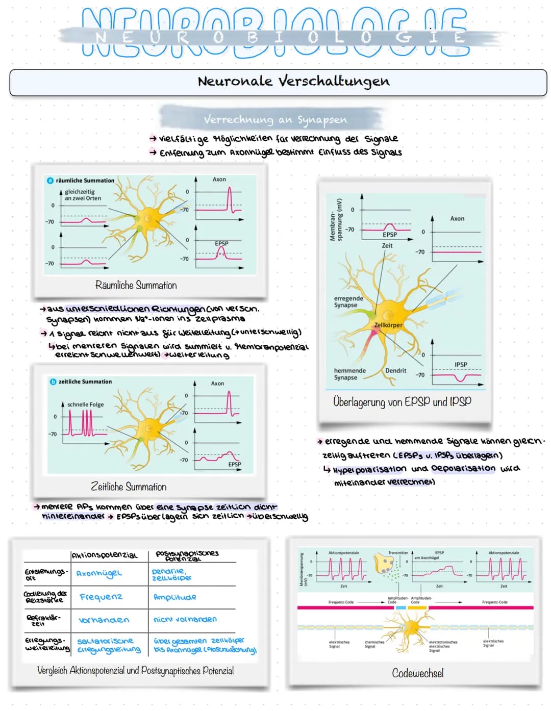 NEUROBIOLOGIE
Reizaufnahme und Erregungsleitung
Reizaufnahme (Rezeptoren)
Transduktion (ggf. Signalverstärkung)
↓
Transformation
Reiz
↓
Inte