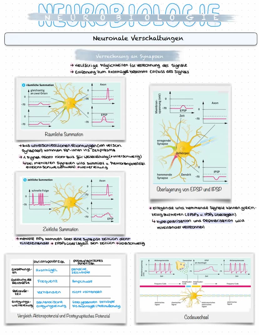 NEUROBIOLOGIE
Reizaufnahme und Erregungsleitung
Reizaufnahme (Rezeptoren)
Transduktion (ggf. Signalverstärkung)
↓
Transformation
Reiz
↓
Inte