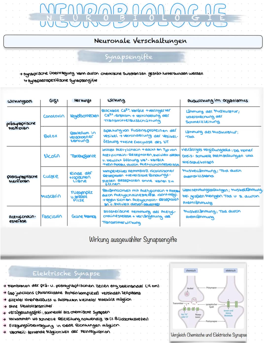 NEUROBIOLOGIE
Reizaufnahme und Erregungsleitung
Reizaufnahme (Rezeptoren)
Transduktion (ggf. Signalverstärkung)
↓
Transformation
Reiz
↓
Inte