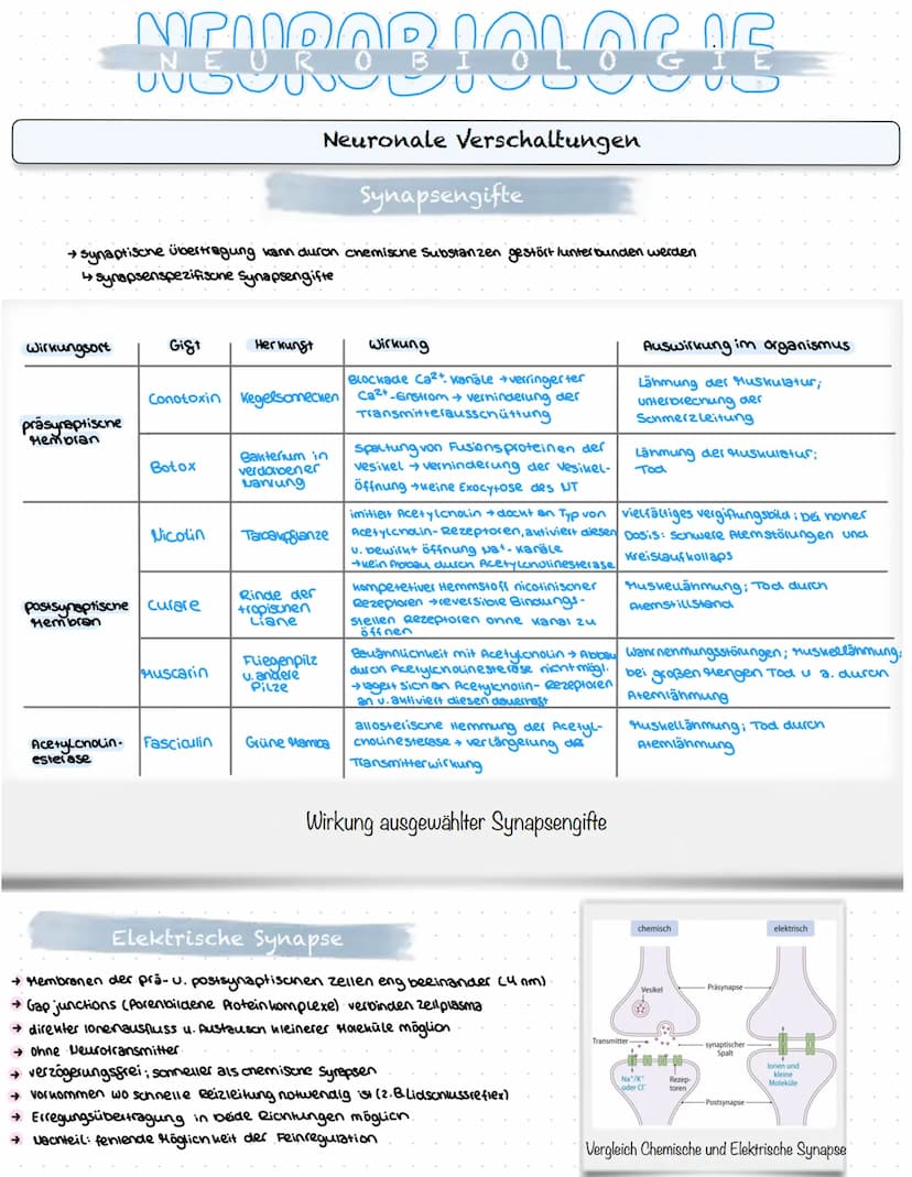 NEUROBIOLOGIE
Reizaufnahme und Erregungsleitung
Reizaufnahme (Rezeptoren)
Transduktion (ggf. Signalverstärkung)
↓
Transformation
Reiz
↓
Inte