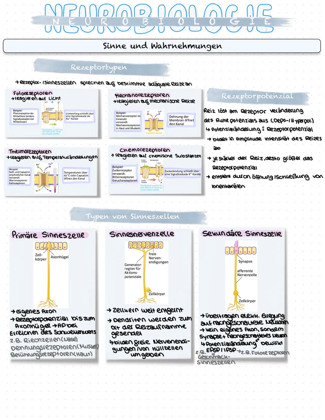 NEUROBIOLOGIE
Reizaufnahme und Erregungsleitung
Reizaufnahme (Rezeptoren)
Transduktion (ggf. Signalverstärkung)
↓
Transformation
Reiz
↓
Inte