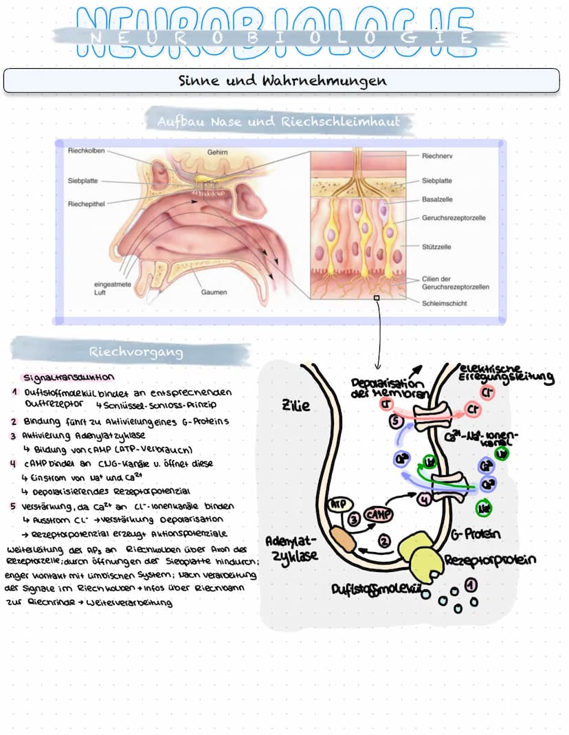 NEUROBIOLOGIE
Reizaufnahme und Erregungsleitung
Reizaufnahme (Rezeptoren)
Transduktion (ggf. Signalverstärkung)
↓
Transformation
Reiz
↓
Inte