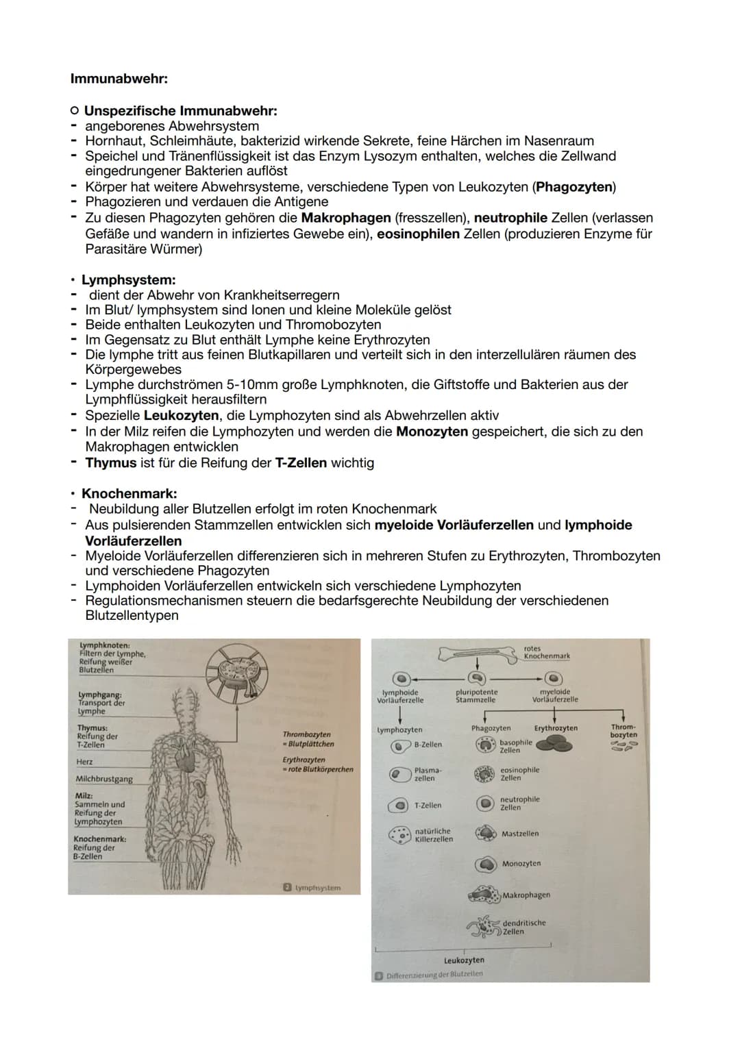 Immunabwehr:
O Unspezifische Immunabwehr:
- angeborenes Abwehrsystem
Hornhaut, Schleimhäute, bakterizid wirkende Sekrete, feine Härchen im N