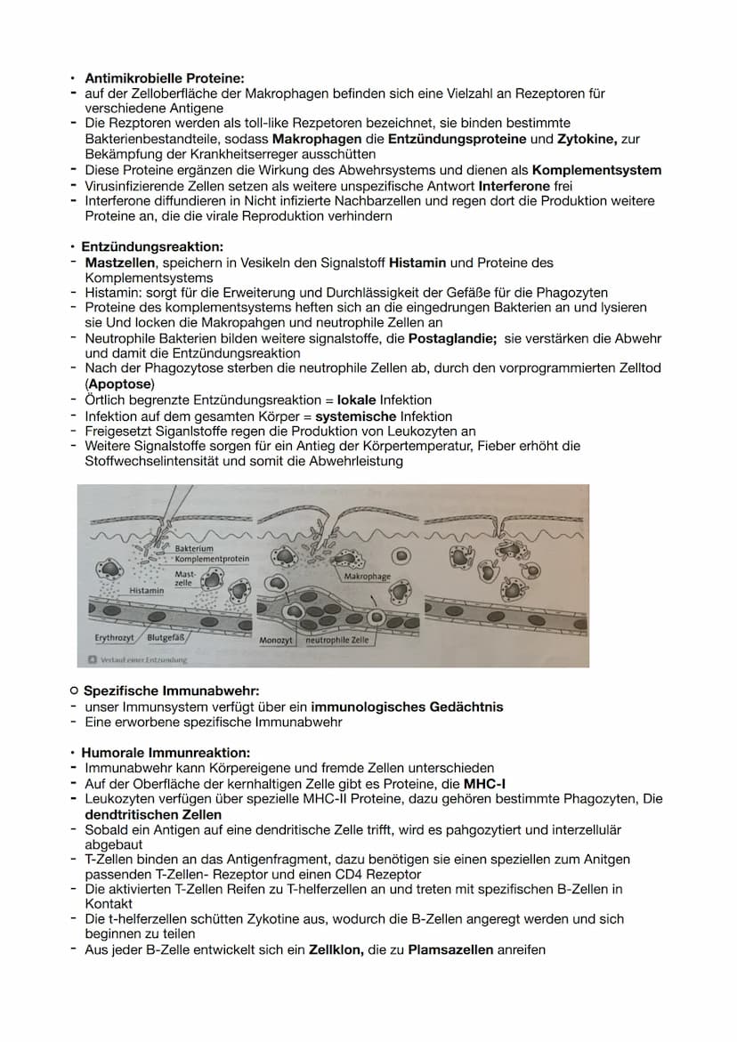 Immunabwehr:
O Unspezifische Immunabwehr:
- angeborenes Abwehrsystem
Hornhaut, Schleimhäute, bakterizid wirkende Sekrete, feine Härchen im N