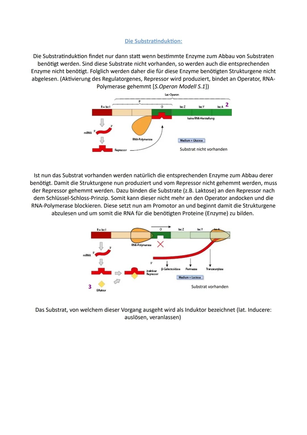 Biologie
Genregulation bei Prokaryoten
In einer Zelle können nicht alle Gene ständig aktiv sein. Die Transkriptionsrate der Gene gibt an wie