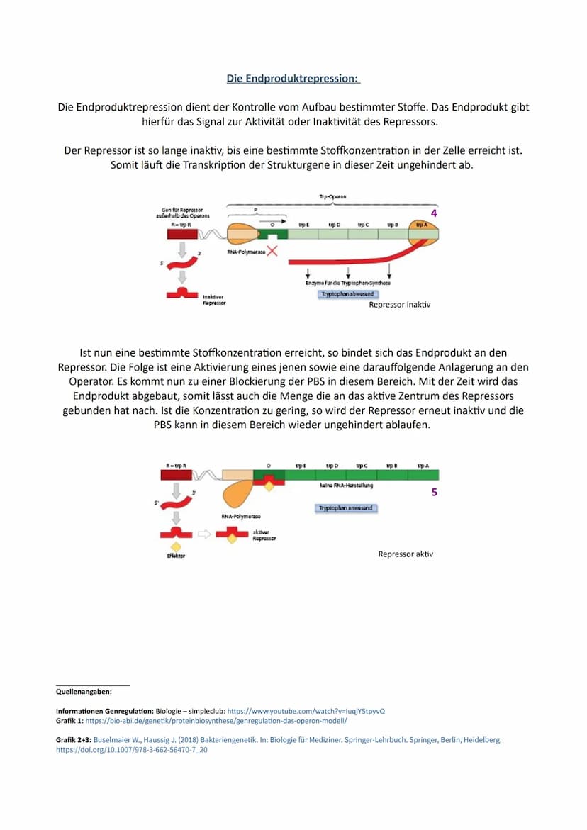 Biologie
Genregulation bei Prokaryoten
In einer Zelle können nicht alle Gene ständig aktiv sein. Die Transkriptionsrate der Gene gibt an wie