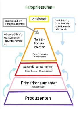 Know Trophiestufen im Korallenriff  thumbnail