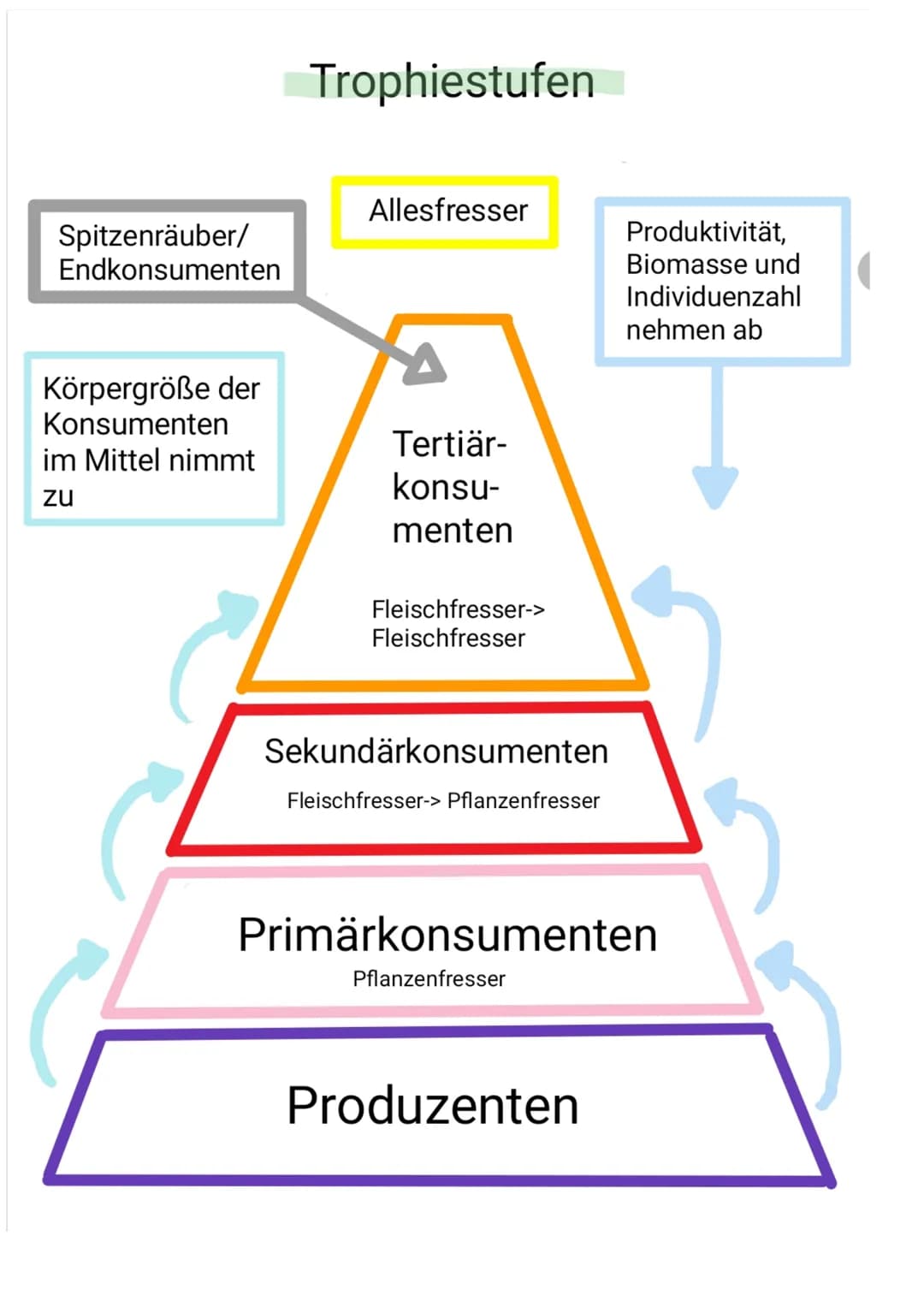 Spitzenräuber/
Endkonsumenten
Körpergröße der
Konsumenten
im Mittel nimmt
zu
Trophiestufen
Allesfresser
Tertiär-
konsu-
menten
Fleischfresse