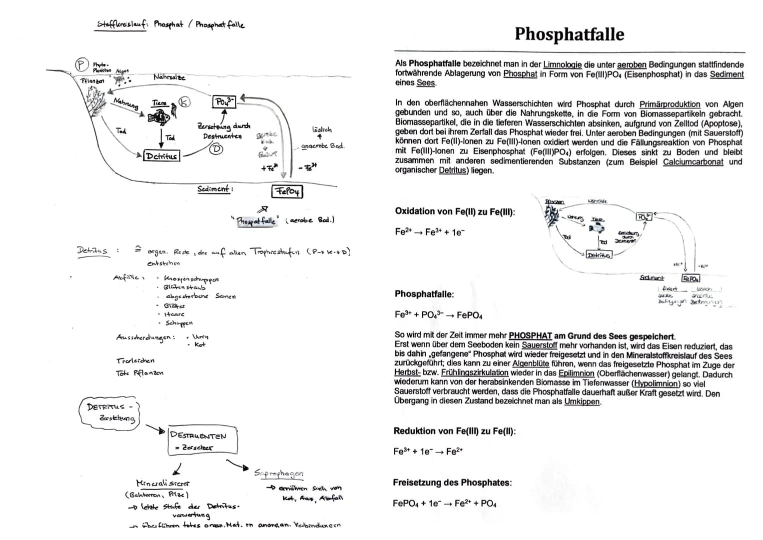 12 BI1 KM
Maggy Muhl & Daria Kiesler
Aquatische Ökosysteme
Ökosystem See - Zonierung
Limnische Ökosysteme
➤ Fließgewässer: Bäche, Flüsse
➤ S