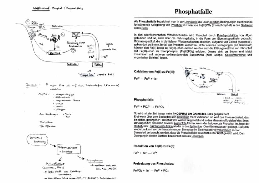 12 BI1 KM
Maggy Muhl & Daria Kiesler
Aquatische Ökosysteme
Ökosystem See - Zonierung
Limnische Ökosysteme
➤ Fließgewässer: Bäche, Flüsse
➤ S
