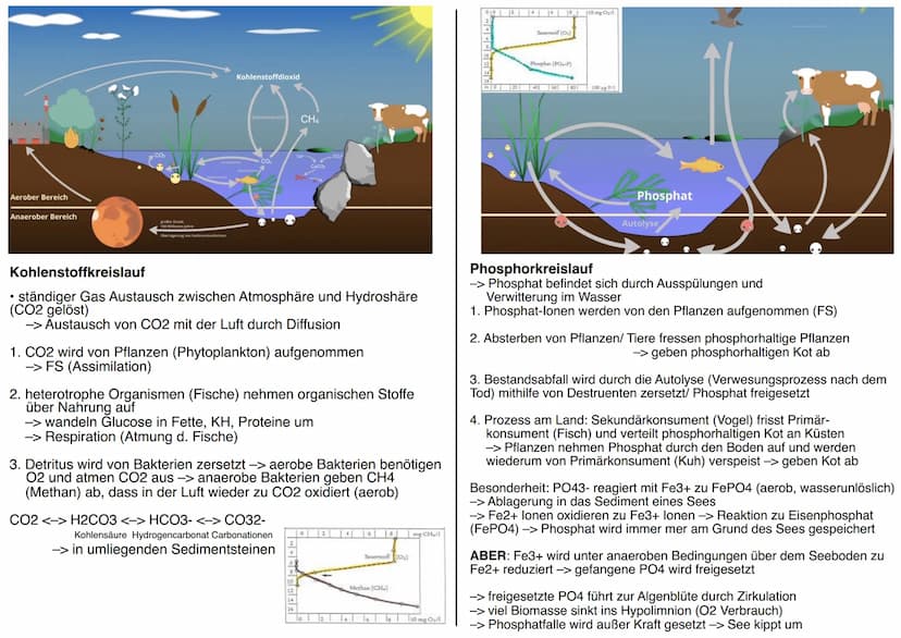 12 BI1 KM
Maggy Muhl & Daria Kiesler
Aquatische Ökosysteme
Ökosystem See - Zonierung
Limnische Ökosysteme
➤ Fließgewässer: Bäche, Flüsse
➤ S