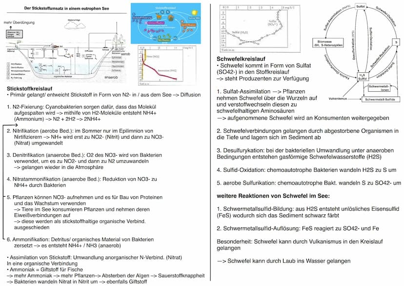 12 BI1 KM
Maggy Muhl & Daria Kiesler
Aquatische Ökosysteme
Ökosystem See - Zonierung
Limnische Ökosysteme
➤ Fließgewässer: Bäche, Flüsse
➤ S