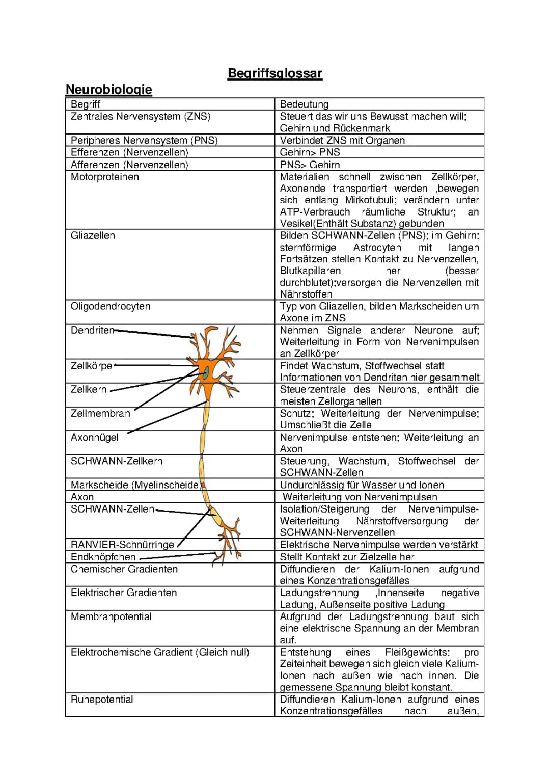 Begriffe zu den Themen Neurobiologie und Fotosynthese
