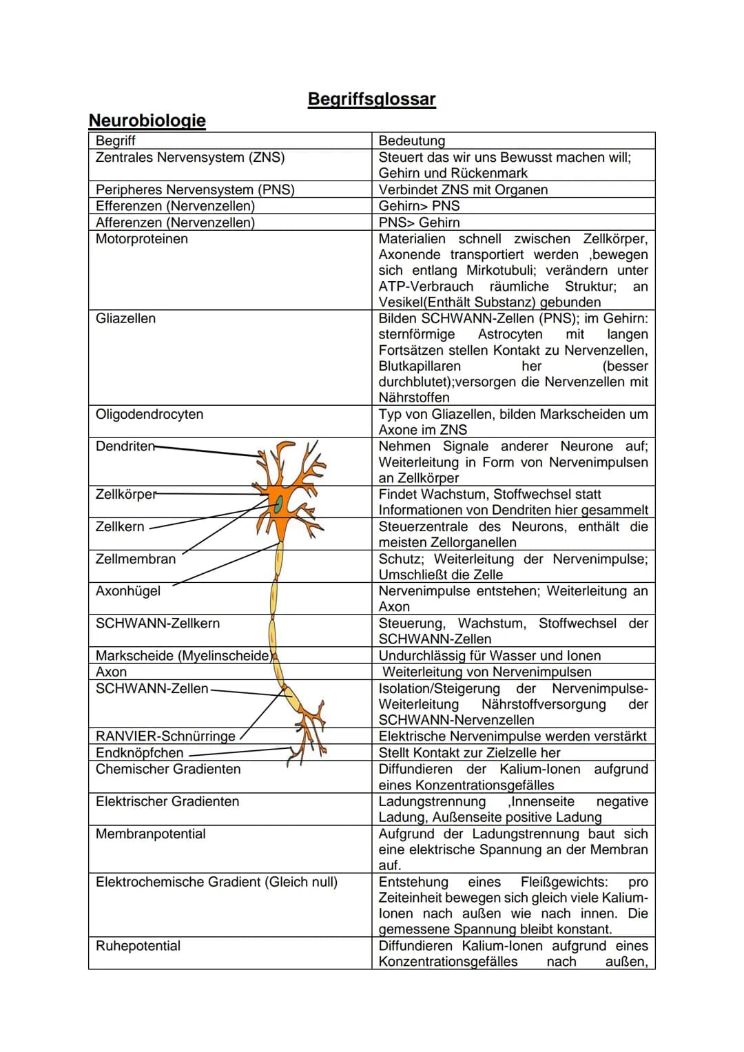 Neurobiologie
Begriff
Zentrales Nervensystem (ZNS)
Peripheres Nervensystem (PNS)
Efferenzen (Nervenzellen)
Afferenzen (Nervenzellen)
Motorpr