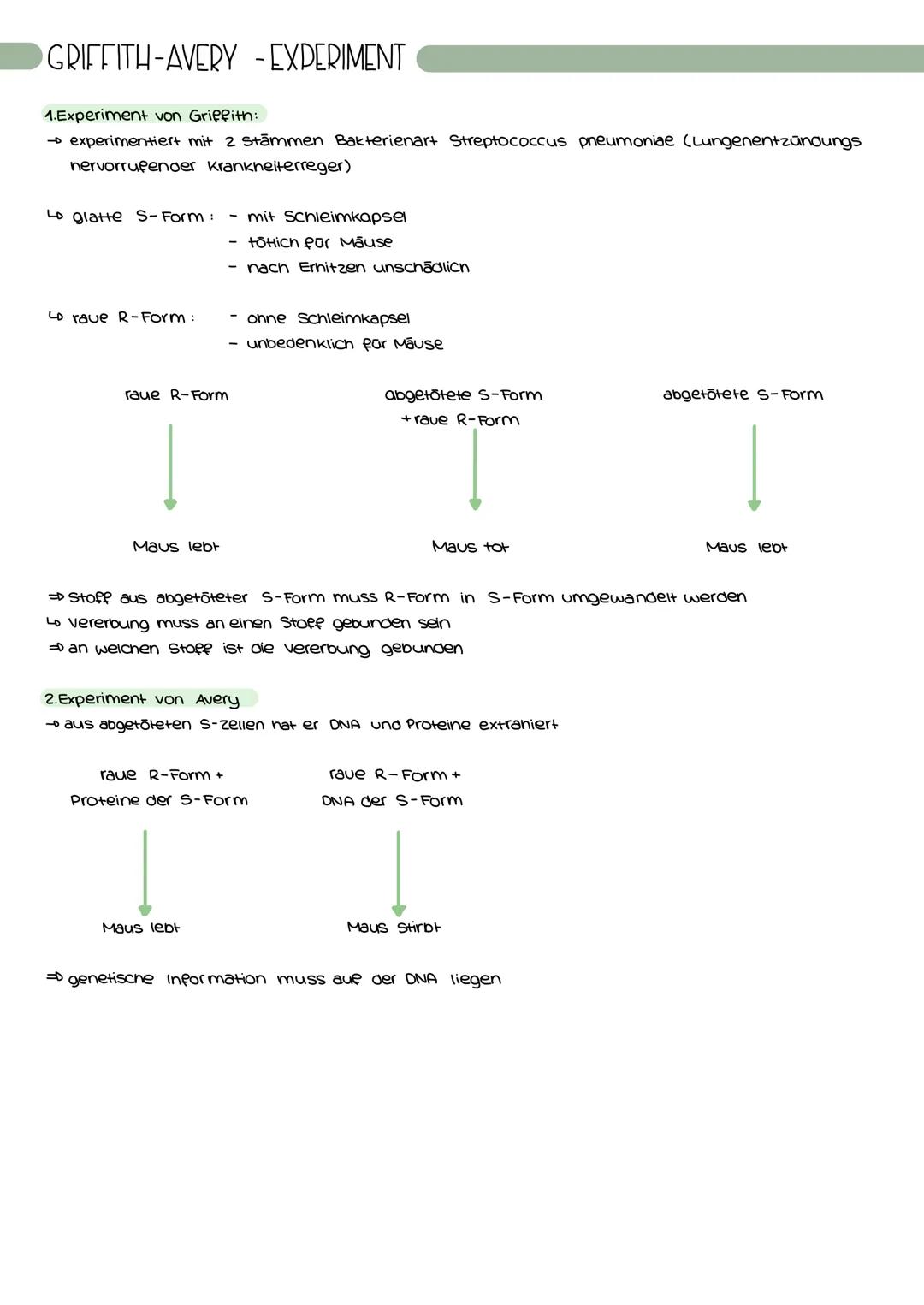 GRIFFITH-AVERY -EXPERIMENT
1.Experiment von Griffith:
→ experimentiert mit 2 Stāmmen Bakterienar+ Streptococcus pneumoniae (Lungenentzündung