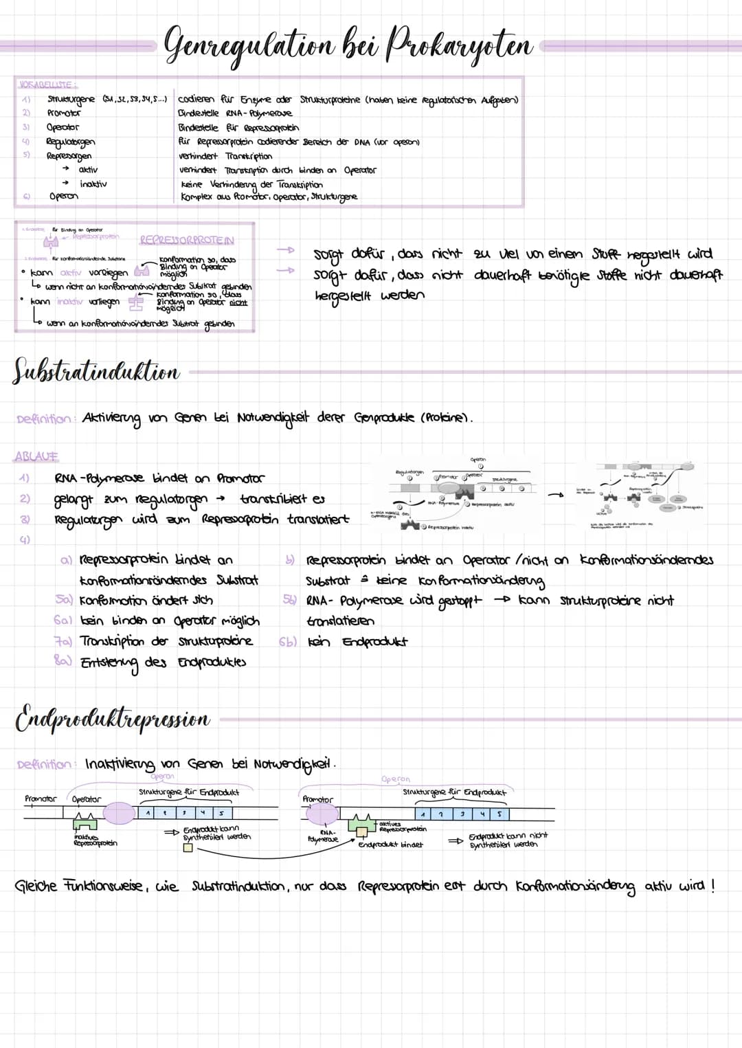VORABELLISTE
1) Strukturgene (51, 52, 53, 54, 5...) codieren für Enzyme oder Strukturproteine (haben keine regulatorischen Aufgaben)
2)
Prom