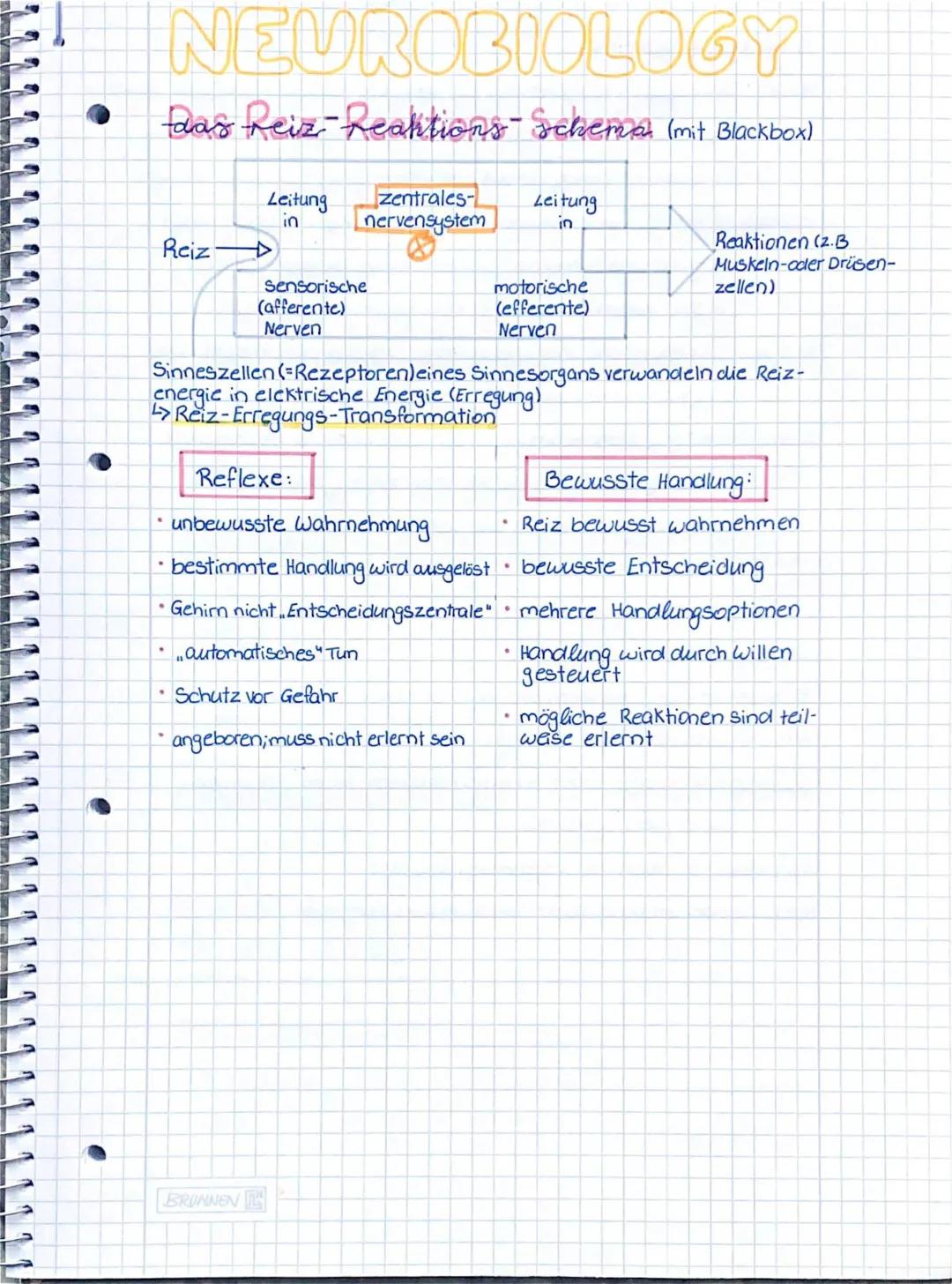 Reiz-Reaktions-Schema einfach erklärt - Beispiele, Arbeitsblätter und Lösungen