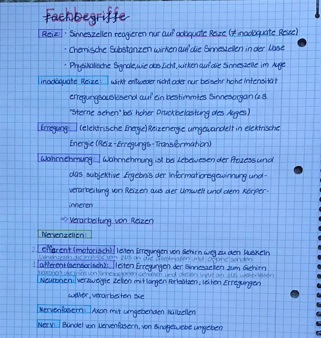 NEUROBIOLOGY
Das Reiz- Reaktions- Schema (mit Blackbox)
Reiz
Leitung
in
zentrales-
nervensystem
.
Sensorische
(afferente)
Nerven
BRUNNEN
Ref