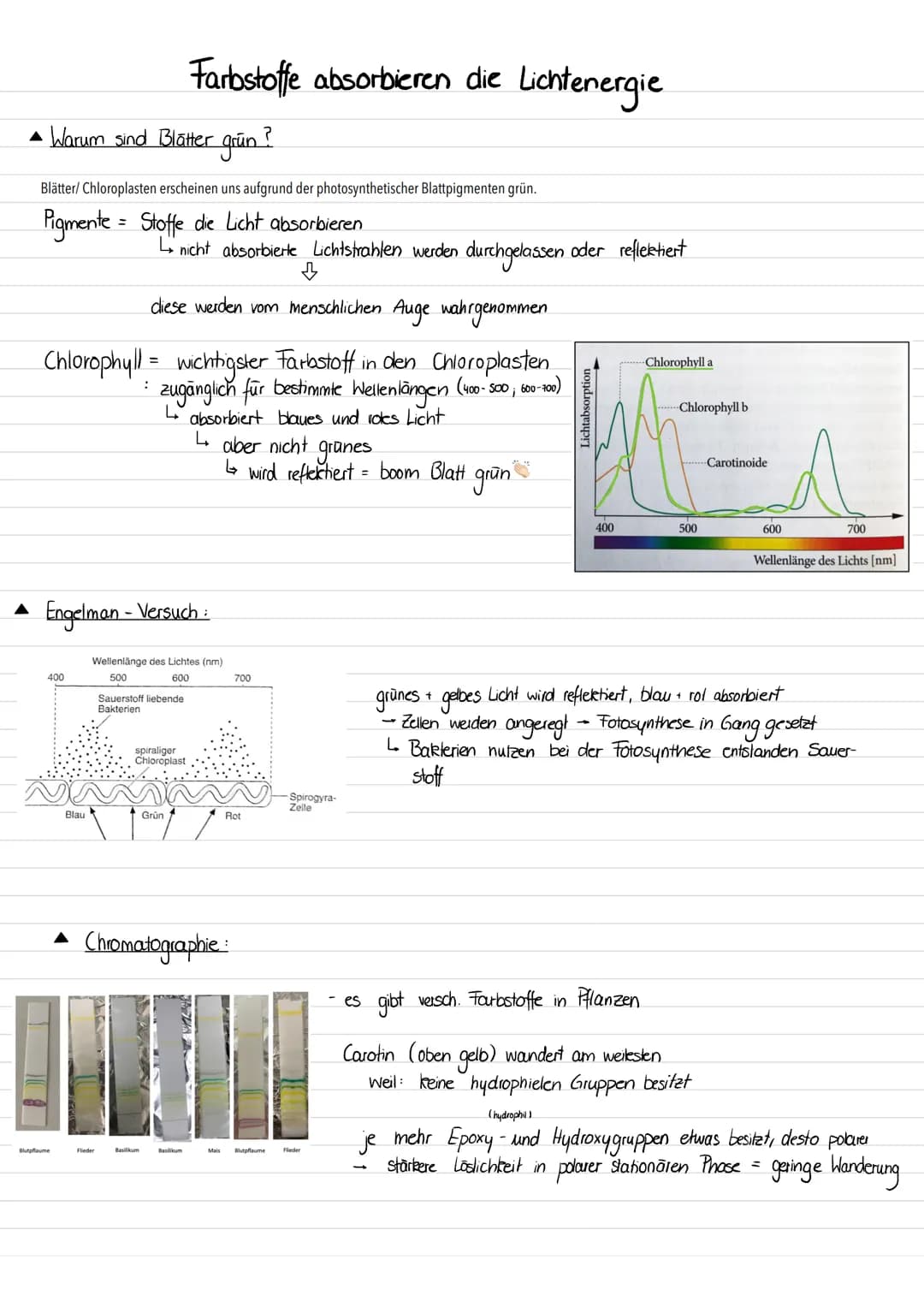 • Warum sind Blätter grün ?
Blätter/ Chloroplasten erscheinen uns aufgrund der photosynthetischer Blattpigmenten grün.
Pigmente = Stoffe die
