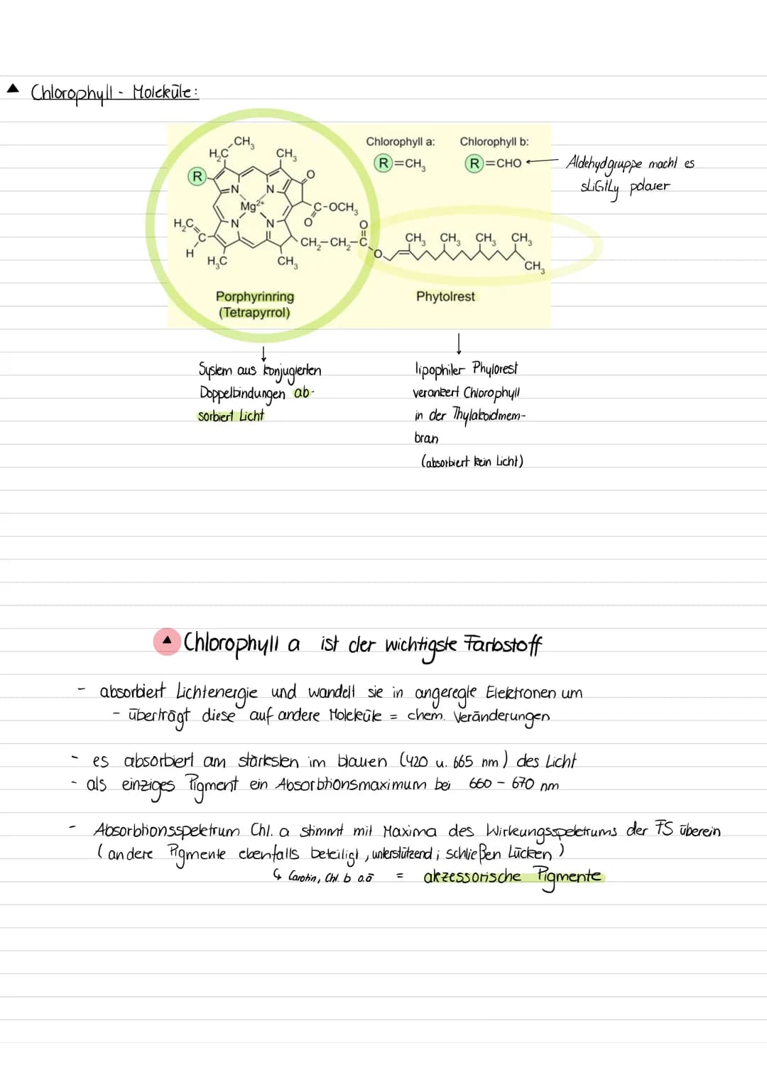 • Warum sind Blätter grün ?
Blätter/ Chloroplasten erscheinen uns aufgrund der photosynthetischer Blattpigmenten grün.
Pigmente = Stoffe die
