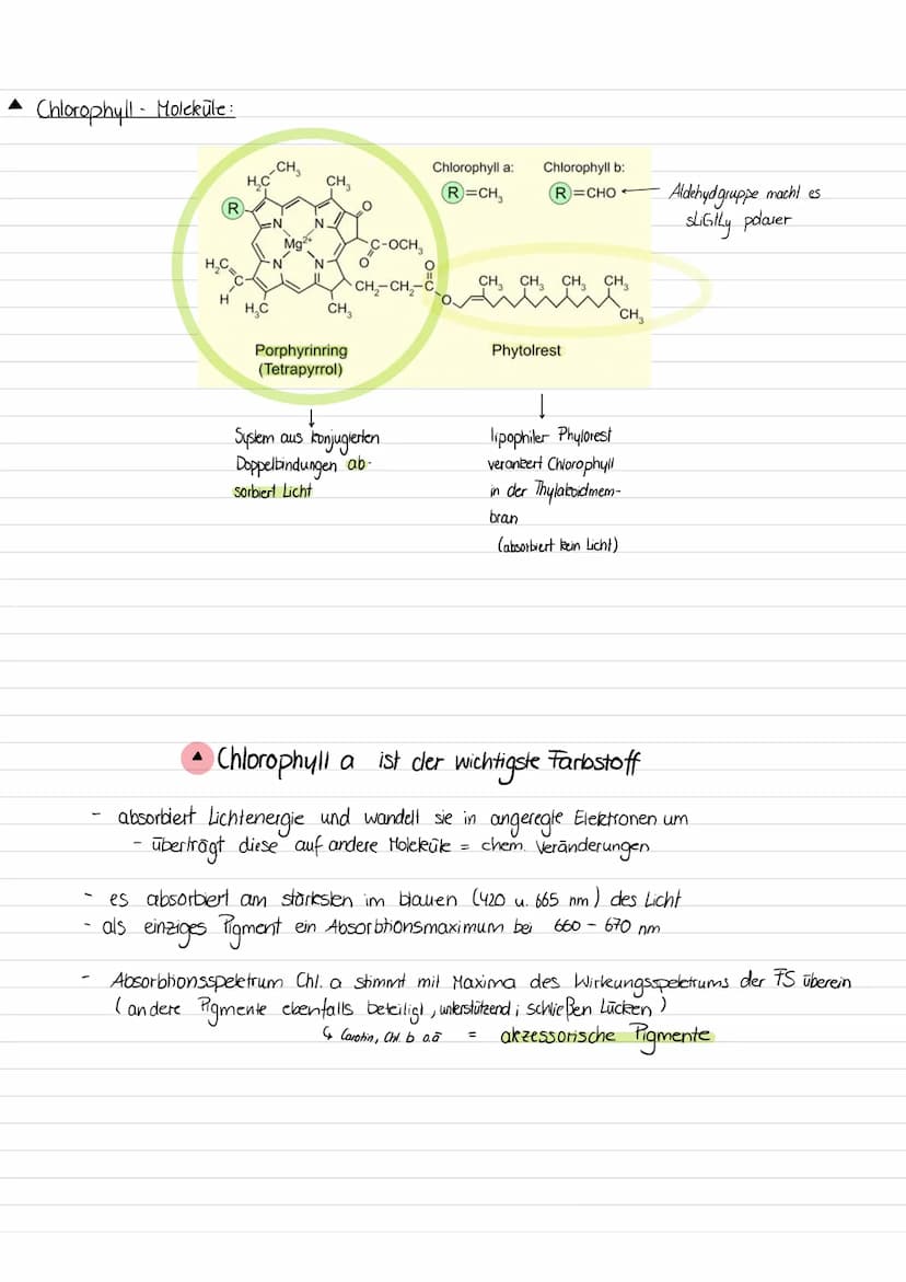 • Warum sind Blätter grün ?
Blätter/ Chloroplasten erscheinen uns aufgrund der photosynthetischer Blattpigmenten grün.
Pigmente = Stoffe die