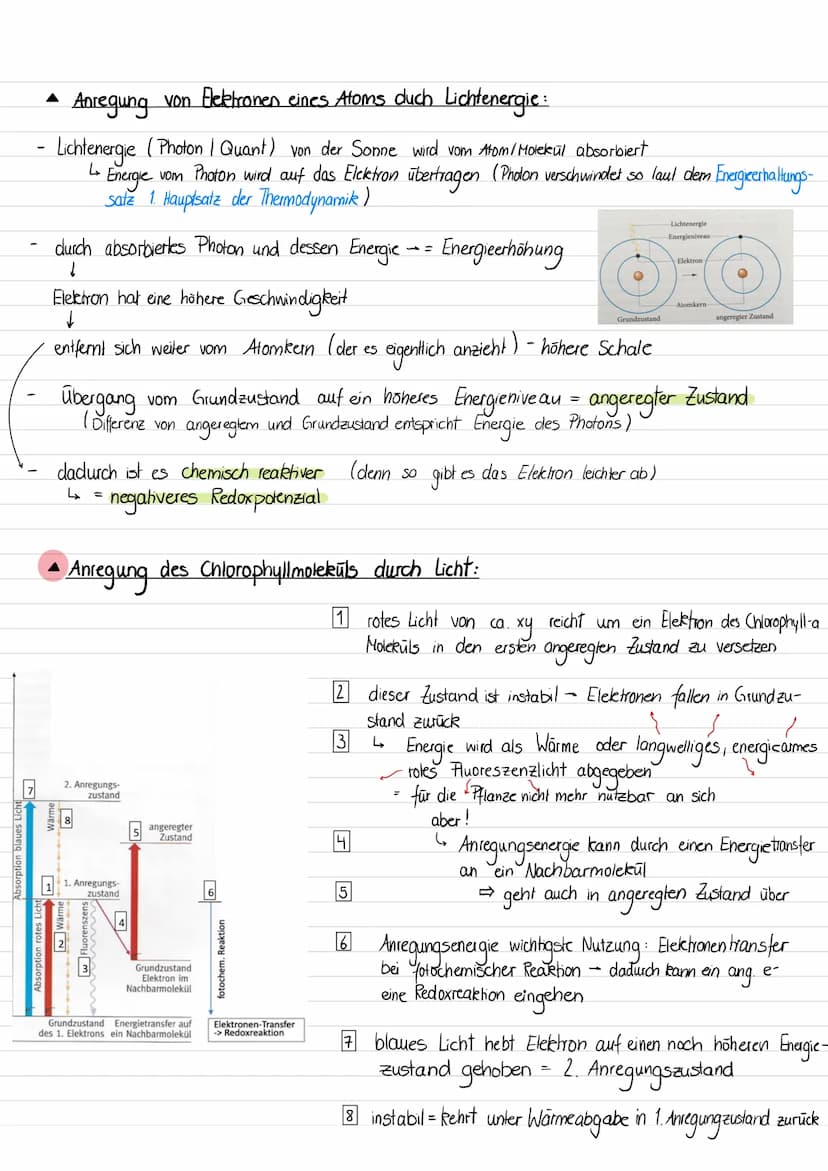 • Warum sind Blätter grün ?
Blätter/ Chloroplasten erscheinen uns aufgrund der photosynthetischer Blattpigmenten grün.
Pigmente = Stoffe die