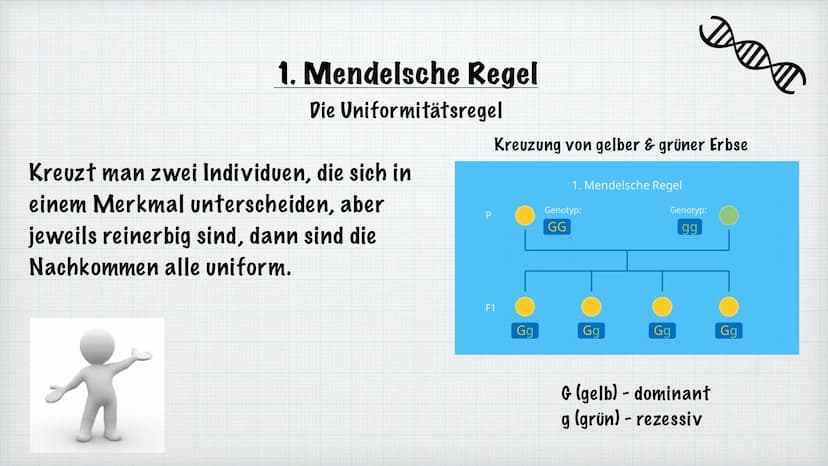 Mendelsche Regeln
Rosiyana Stoyanova und Chahid Babi
Bio/Herr Hülsmann
2021/22
Gregor Mendel Inhaltsverzeichnis
1.
Wer ist Gregor Mendel?
2.