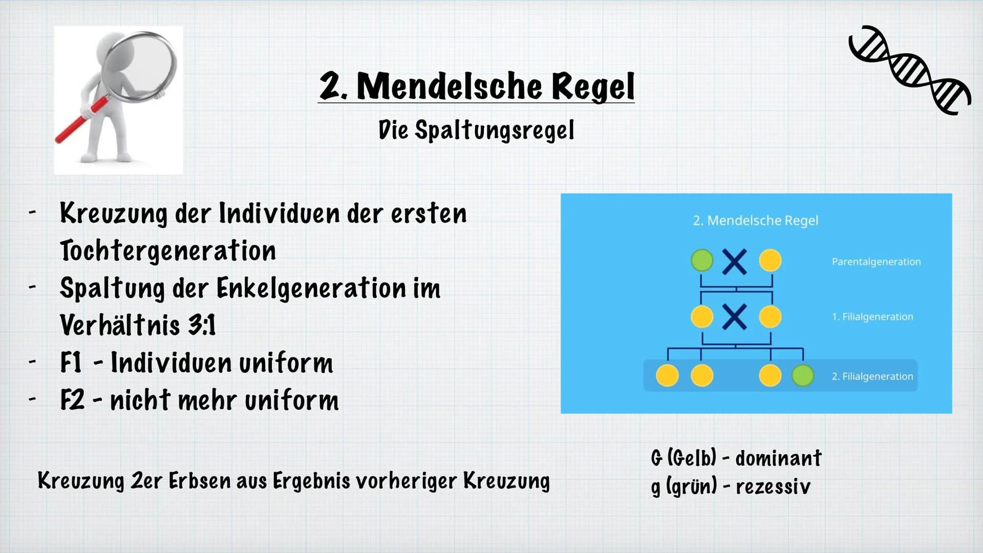 Mendelsche Regeln
Rosiyana Stoyanova und Chahid Babi
Bio/Herr Hülsmann
2021/22
Gregor Mendel Inhaltsverzeichnis
1.
Wer ist Gregor Mendel?
2.