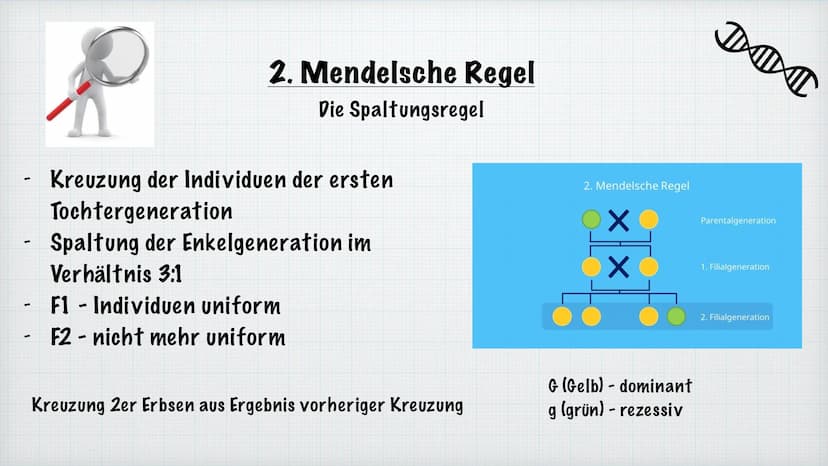 Mendelsche Regeln
Rosiyana Stoyanova und Chahid Babi
Bio/Herr Hülsmann
2021/22
Gregor Mendel Inhaltsverzeichnis
1.
Wer ist Gregor Mendel?
2.