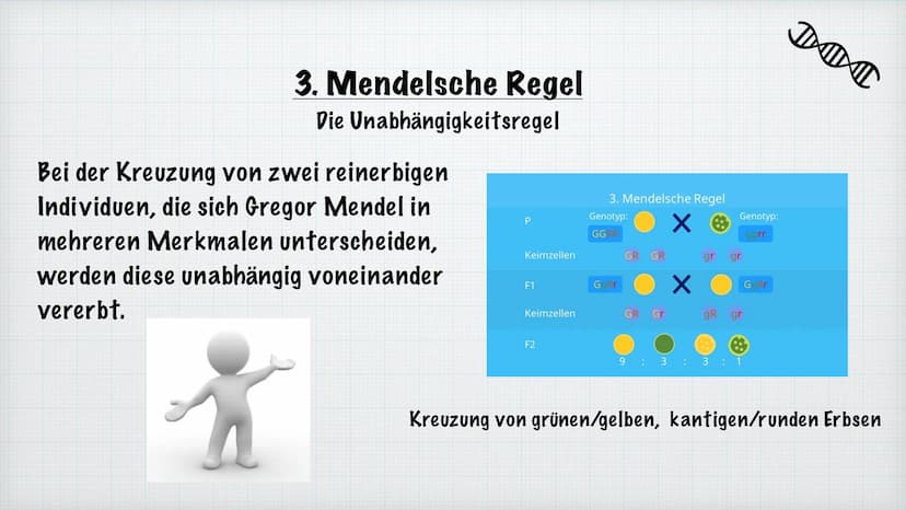 Mendelsche Regeln
Rosiyana Stoyanova und Chahid Babi
Bio/Herr Hülsmann
2021/22
Gregor Mendel Inhaltsverzeichnis
1.
Wer ist Gregor Mendel?
2.