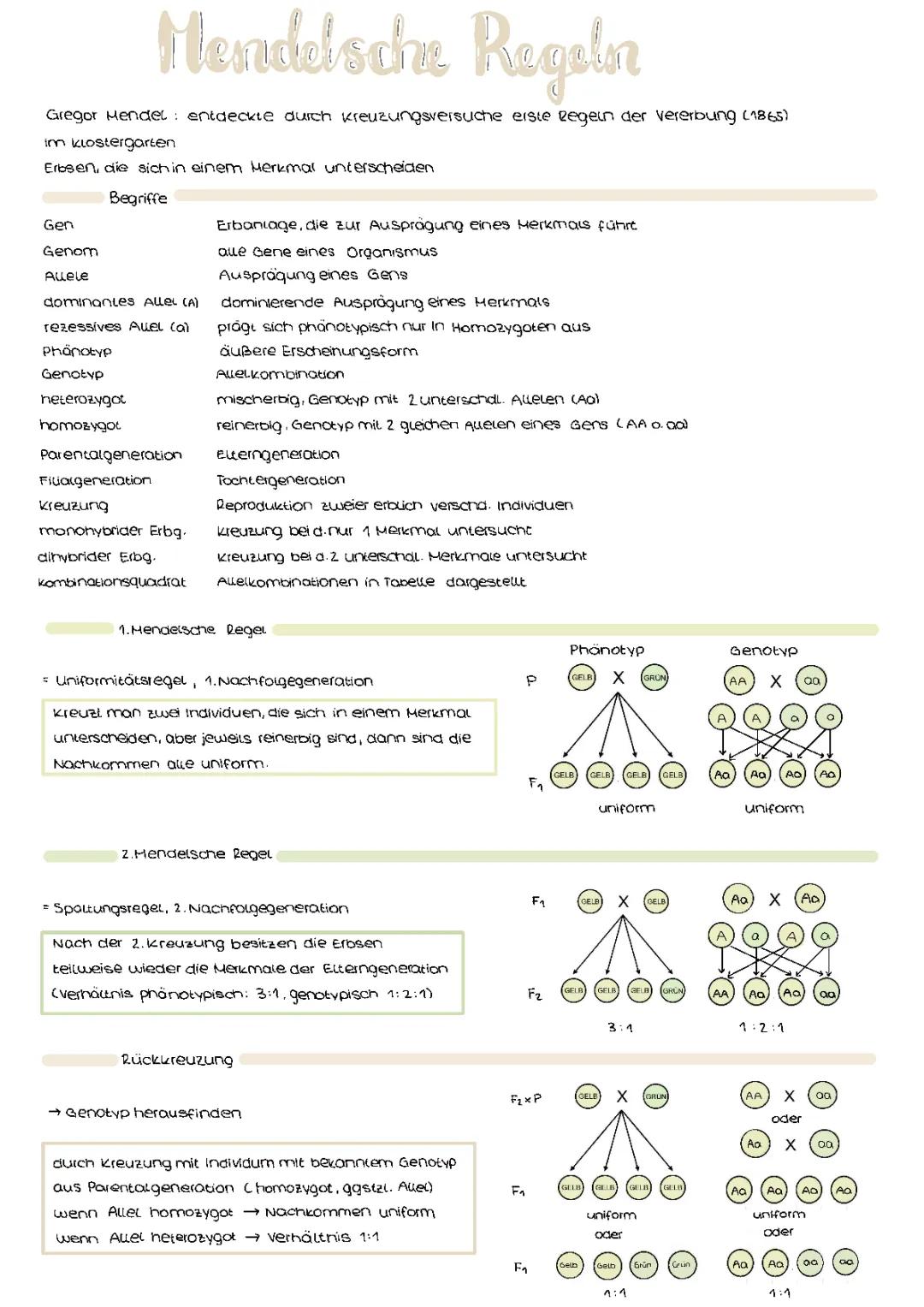 1. 2. und 3. Mendelsche Regel einfach erklärt