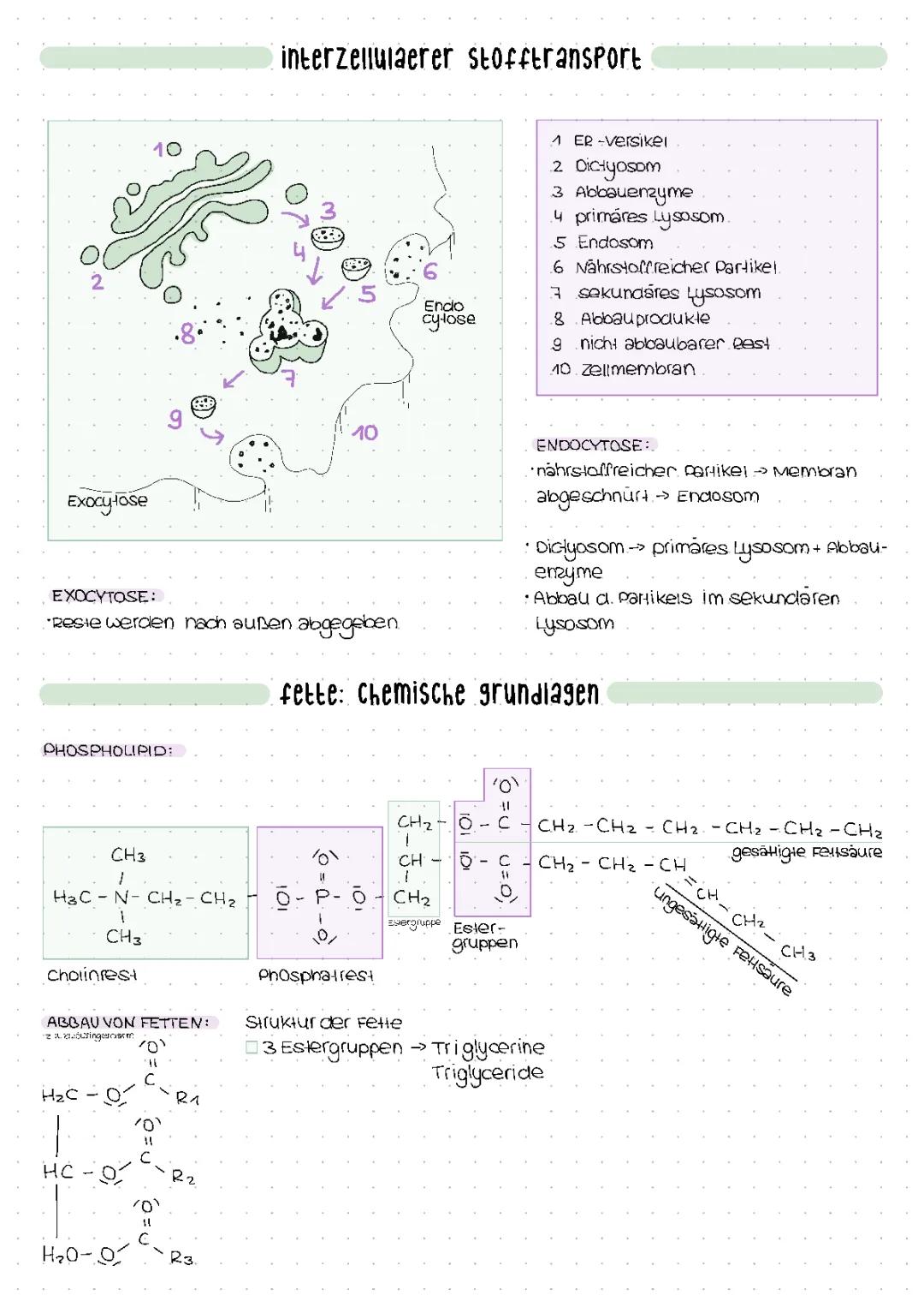 Stofftransport, Biomembran, Fotosynthese