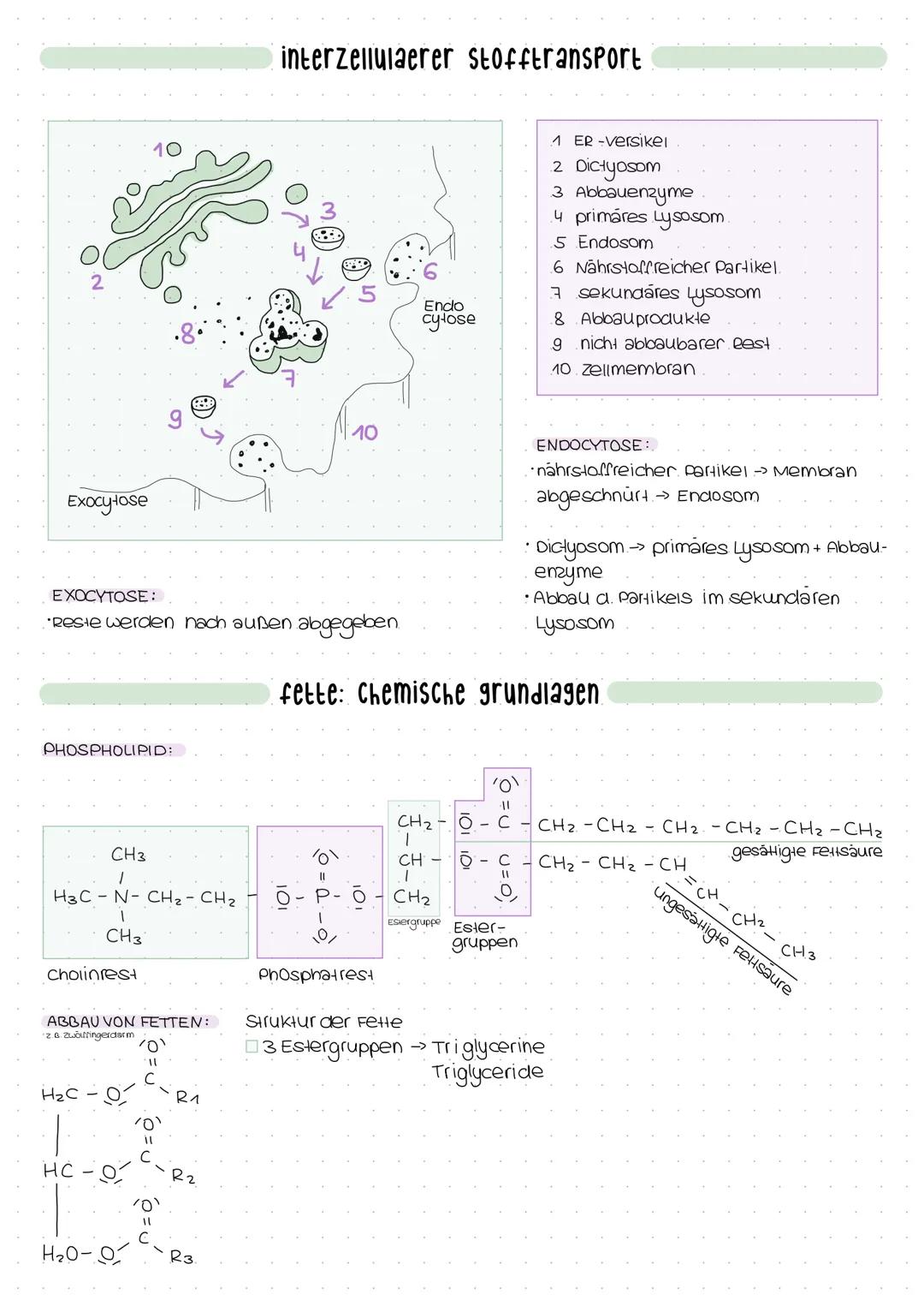 Exocytose
PHOSPHOLIPID:
EXOCYTOSE:
•Reste werden nach außen abgegeben.
CH 3
H3C-N- CH₂ - CH₂
1
CH3
Cholinrest
ABBAU VON FETTEN:
Z.B. Zwölffi
