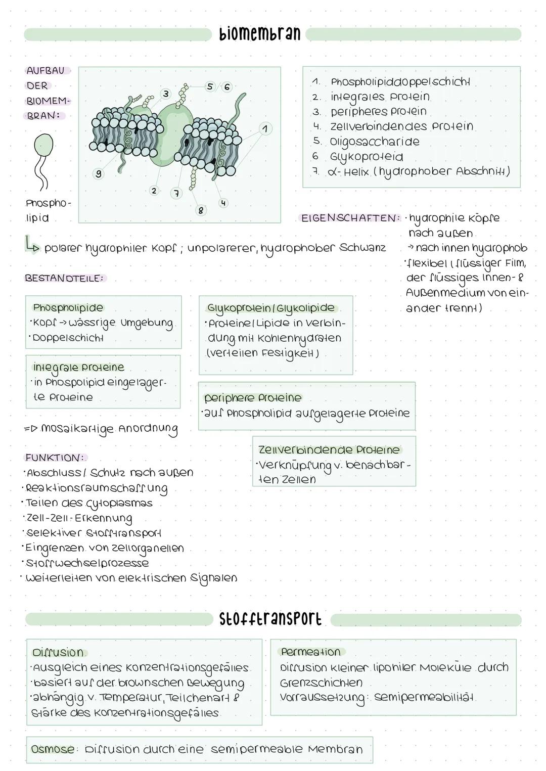 Exocytose
PHOSPHOLIPID:
EXOCYTOSE:
•Reste werden nach außen abgegeben.
CH 3
H3C-N- CH₂ - CH₂
1
CH3
Cholinrest
ABBAU VON FETTEN:
Z.B. Zwölffi