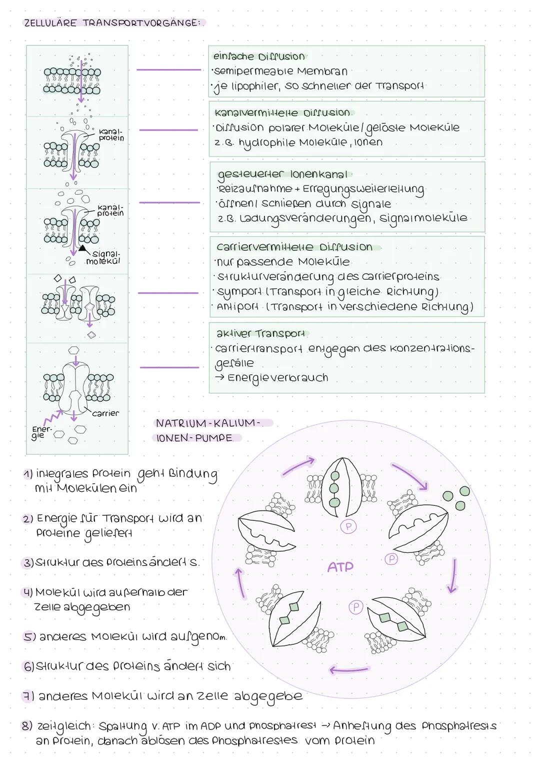 Exocytose
PHOSPHOLIPID:
EXOCYTOSE:
•Reste werden nach außen abgegeben.
CH 3
H3C-N- CH₂ - CH₂
1
CH3
Cholinrest
ABBAU VON FETTEN:
Z.B. Zwölffi