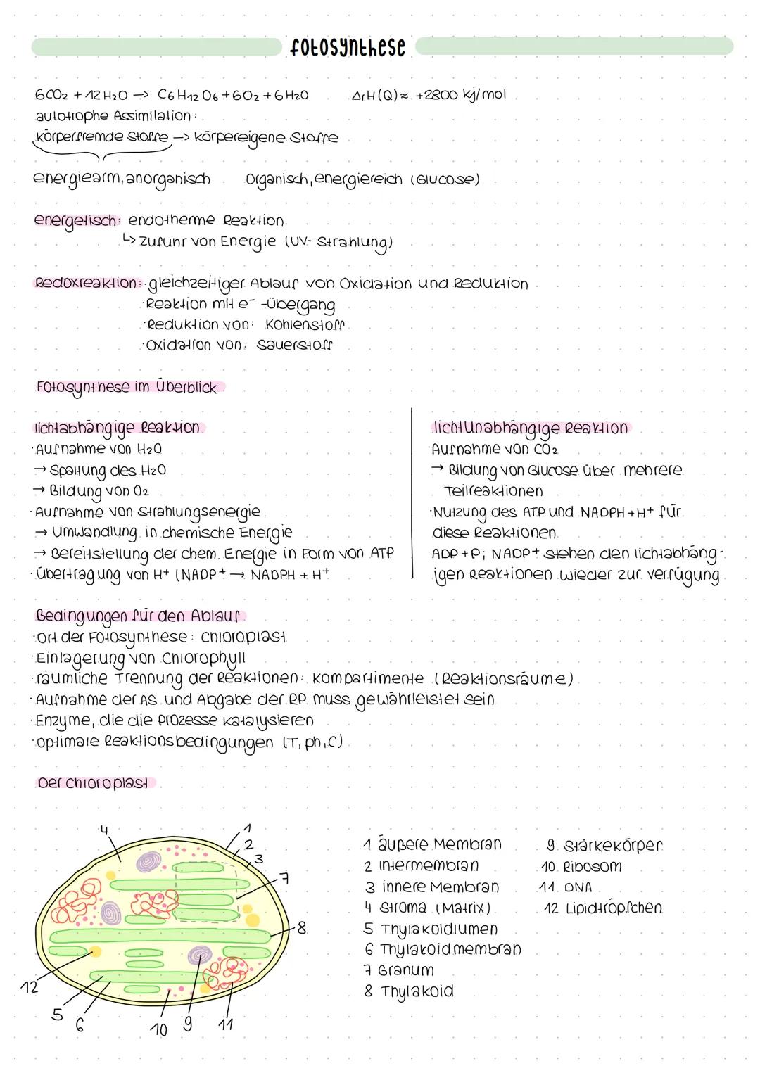 Exocytose
PHOSPHOLIPID:
EXOCYTOSE:
•Reste werden nach außen abgegeben.
CH 3
H3C-N- CH₂ - CH₂
1
CH3
Cholinrest
ABBAU VON FETTEN:
Z.B. Zwölffi