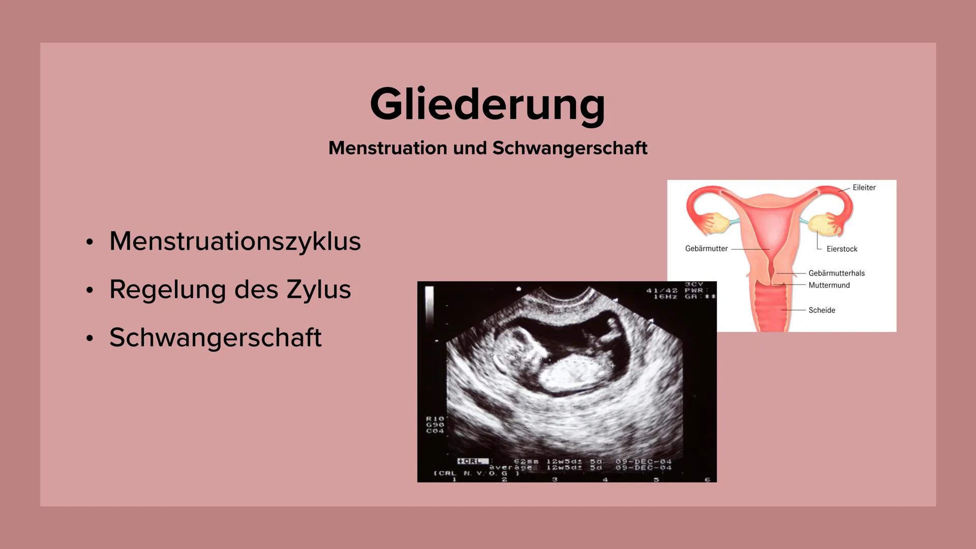 Menstruation und
Schwangerschaft Gliederung
Menstruation und Schwangerschaft
●
Menstruationszyklus
• Regelung des Zylus
• Schwangerschaft
RI