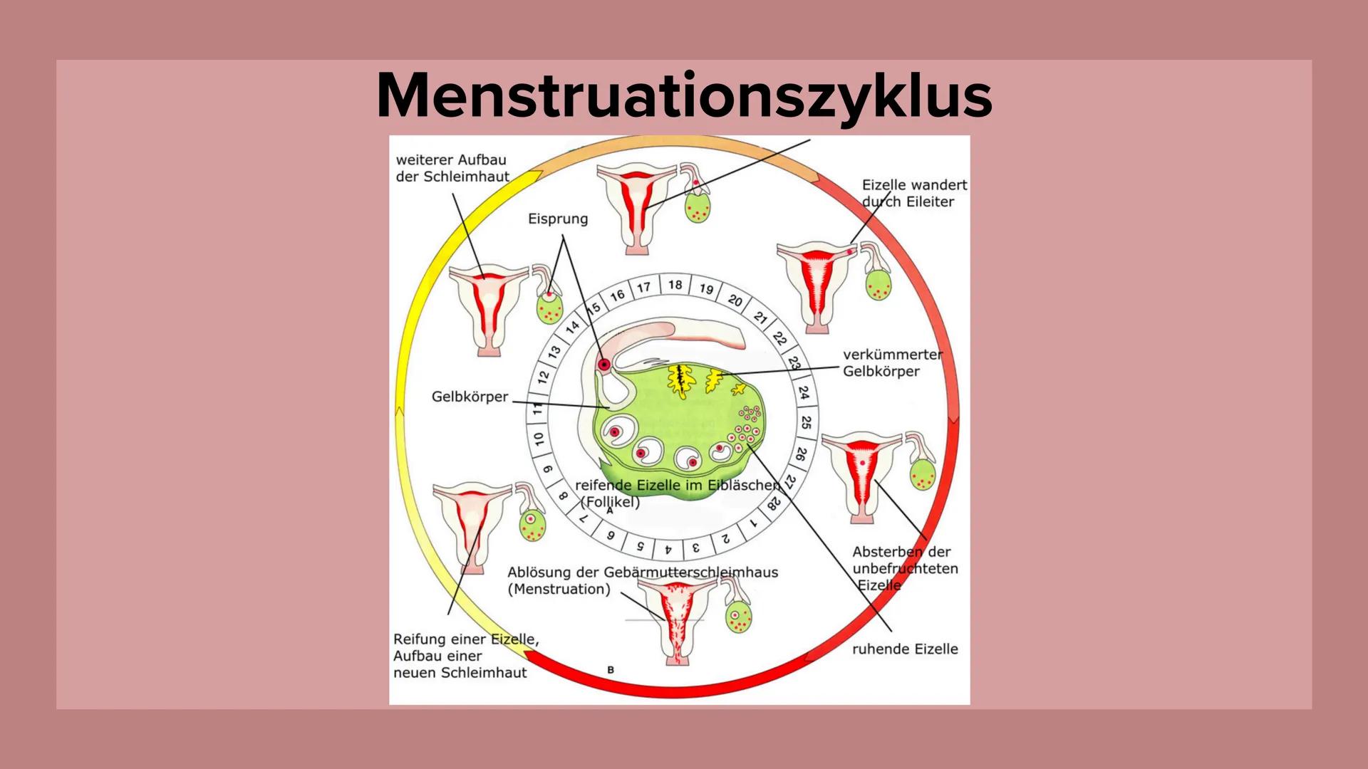 Menstruation und
Schwangerschaft Gliederung
Menstruation und Schwangerschaft
●
Menstruationszyklus
• Regelung des Zylus
• Schwangerschaft
RI