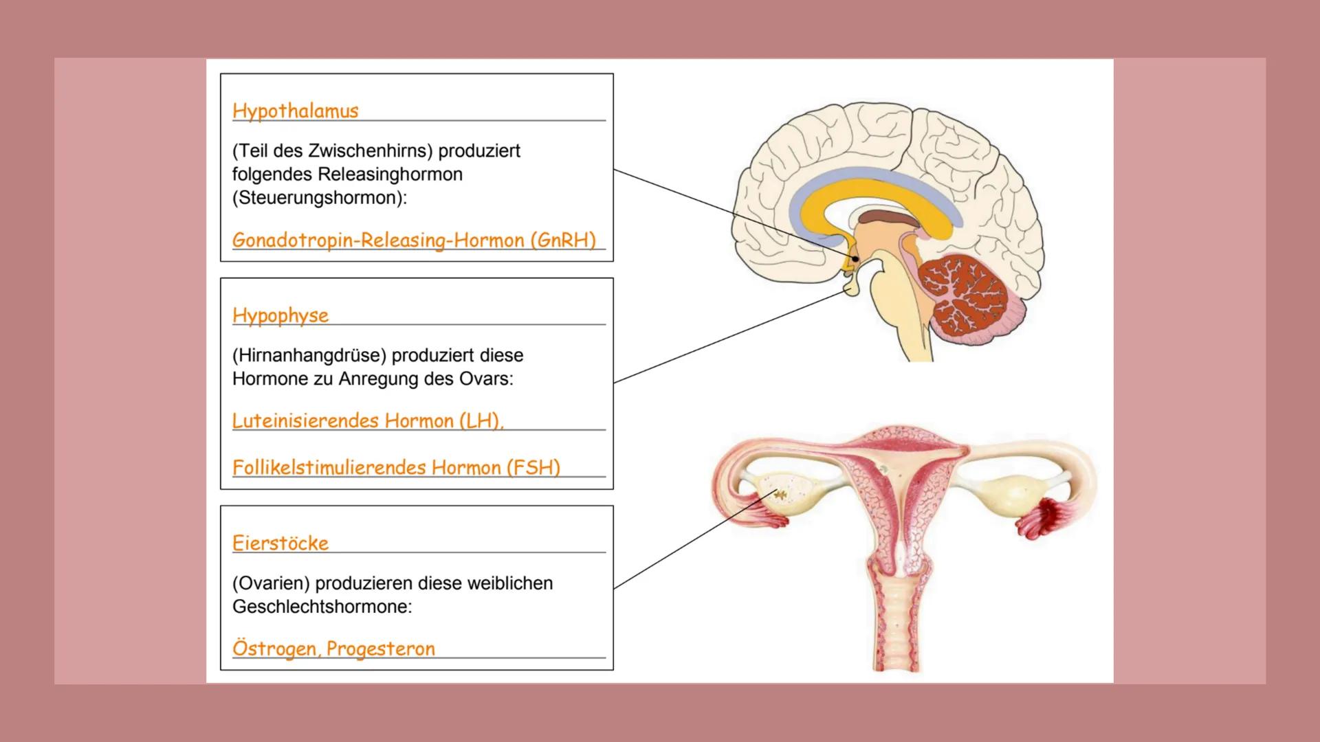 Menstruation und
Schwangerschaft Gliederung
Menstruation und Schwangerschaft
●
Menstruationszyklus
• Regelung des Zylus
• Schwangerschaft
RI