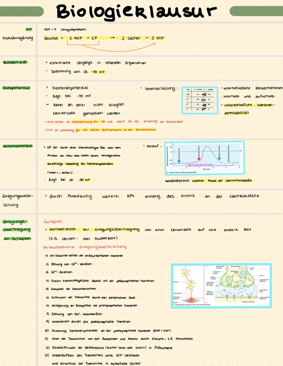 ATP
ADP + P (Energiequivalent)
Milchsäuregarung Glucose + 2 ADP +2P
Bioelektrizität
Ruhepotenzial
Artionspotenzial
Erregungsweiter-
leitung
