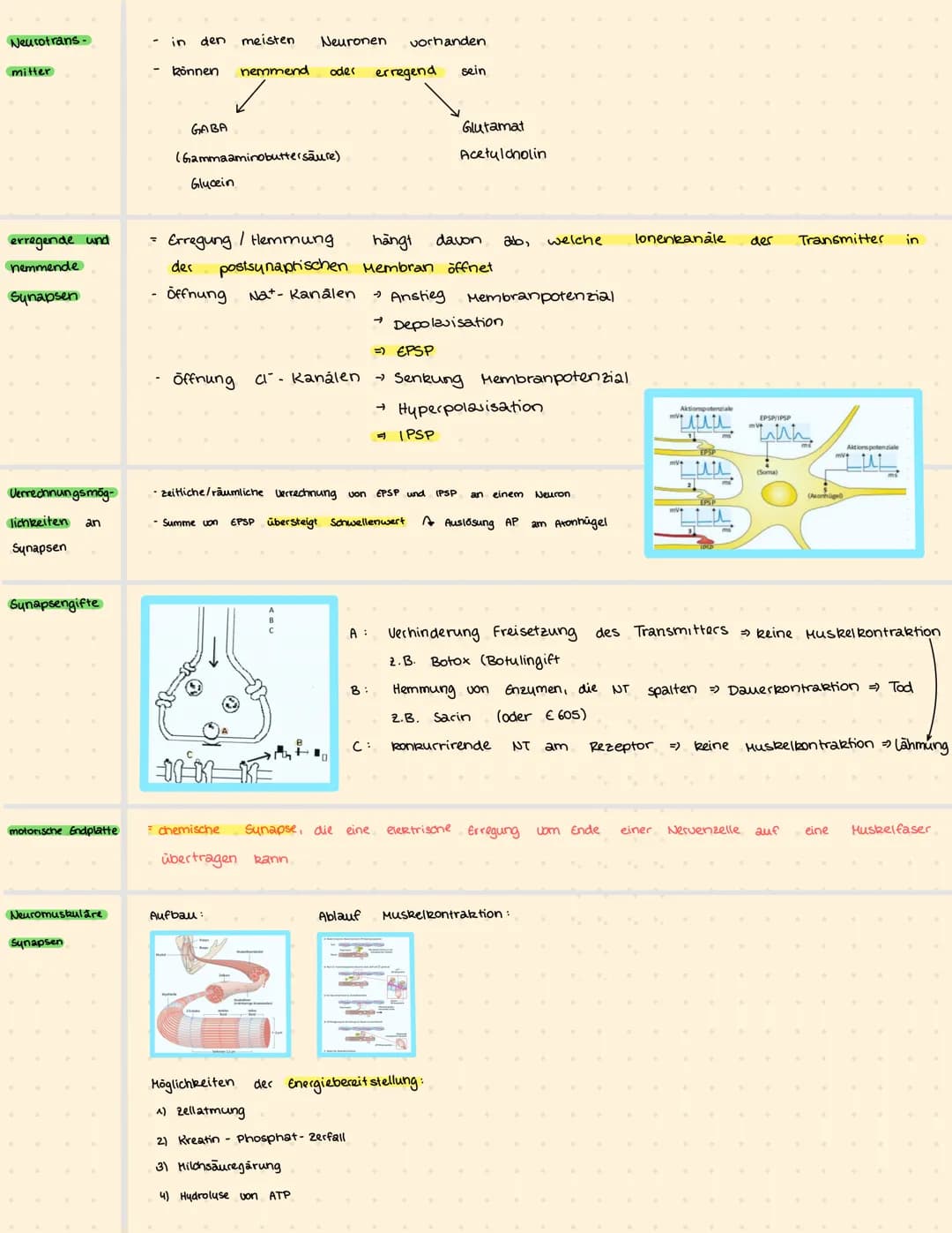 ATP
ADP + P (Energiequivalent)
Milchsäuregarung Glucose + 2 ADP +2P
Bioelektrizität
Ruhepotenzial
Artionspotenzial
Erregungsweiter-
leitung
