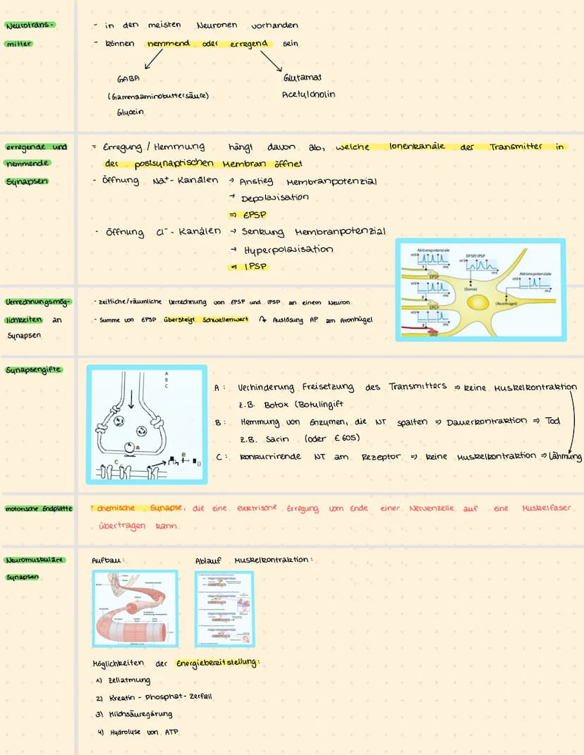 ATP
ADP + P (Energiequivalent)
Milchsäuregarung Glucose + 2 ADP +2P
Bioelektrizität
Ruhepotenzial
Artionspotenzial
Erregungsweiter-
leitung
