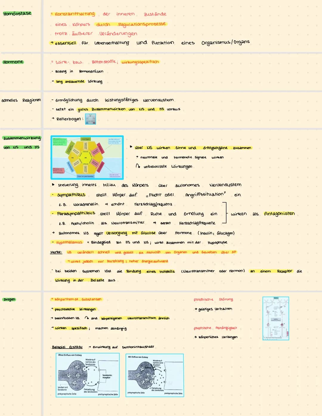 ATP
ADP + P (Energiequivalent)
Milchsäuregarung Glucose + 2 ADP +2P
Bioelektrizität
Ruhepotenzial
Artionspotenzial
Erregungsweiter-
leitung
