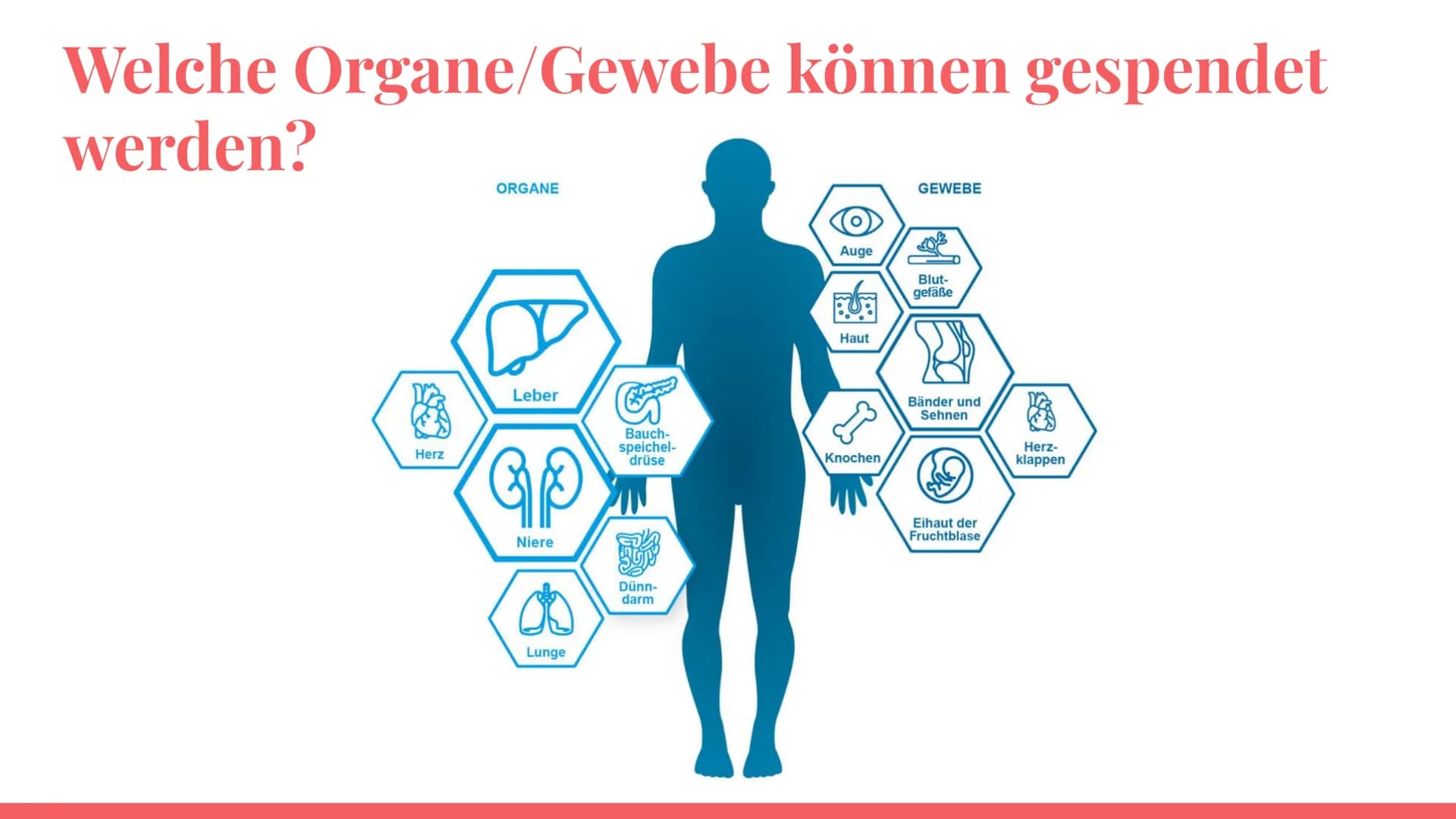 Organspende Inhaltsverzeichnis
Allgemeines
Welche Organe/Gewebe können
gespendet werden?
Anzahl der Organspender
Voraussetzungen
Das Transpl