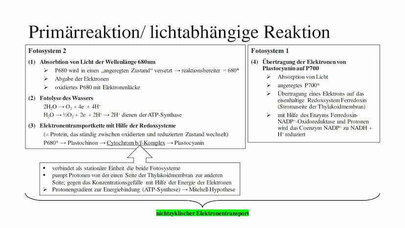 Fotosythese Fotosynthese
Die Fotosynthese ist ein Assimilationsprozess (= aufbauender Prozess)
Die Fotosynthese ist formell die Umkehrung de